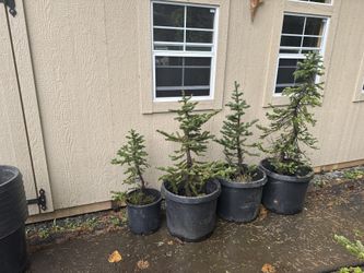 Alpine Fir Or Hemlock Trees —