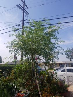 moringa please text if you like some moringa
