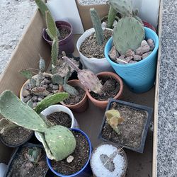 Cactus $3 Each ((coleman & Cheyenne))