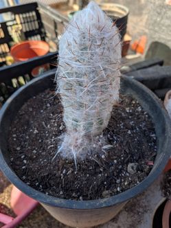 Old man Cactus with two babies on it
