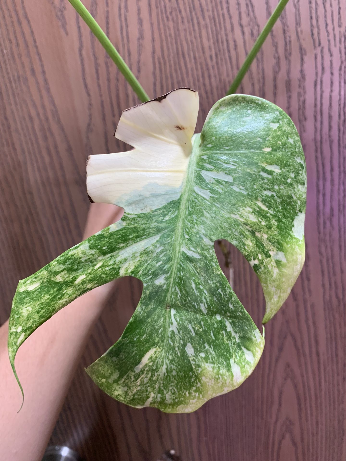 kokodama monstera minima Kokodama Monstera Minima — Tropical Hanging