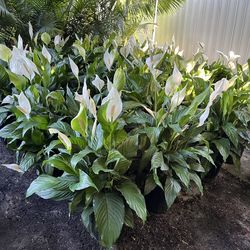 Peace Lily in 3 gls pot. SPECIAL PRICE 🤩