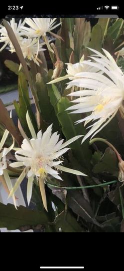 Cactus orchids plant (white blooms)