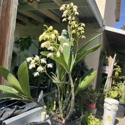 Dendrobium speciosum White , 6 Inches Pot ,$50