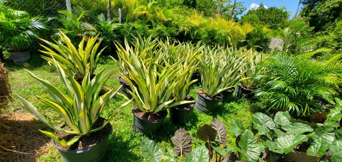 big 15g false agave plants great for pretty yard statements, compare at $150+ elsewhere
