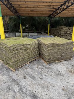Bermuda Grass Pallets