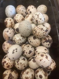 Fresh quail eggs