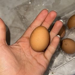Fresh Ayam Cemani Eggs 