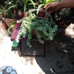 Plant