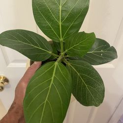Ficus “Audrey” | Indian Rubber Tree | Grows Over 6’ Ft Tall
