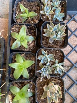 Succulent