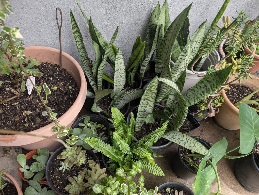 Plants For Sale! All Kinds Of Plants.