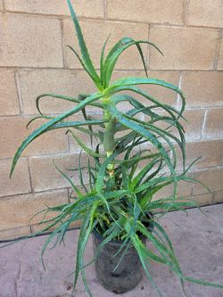 Aloe Vera Plant Medesinal