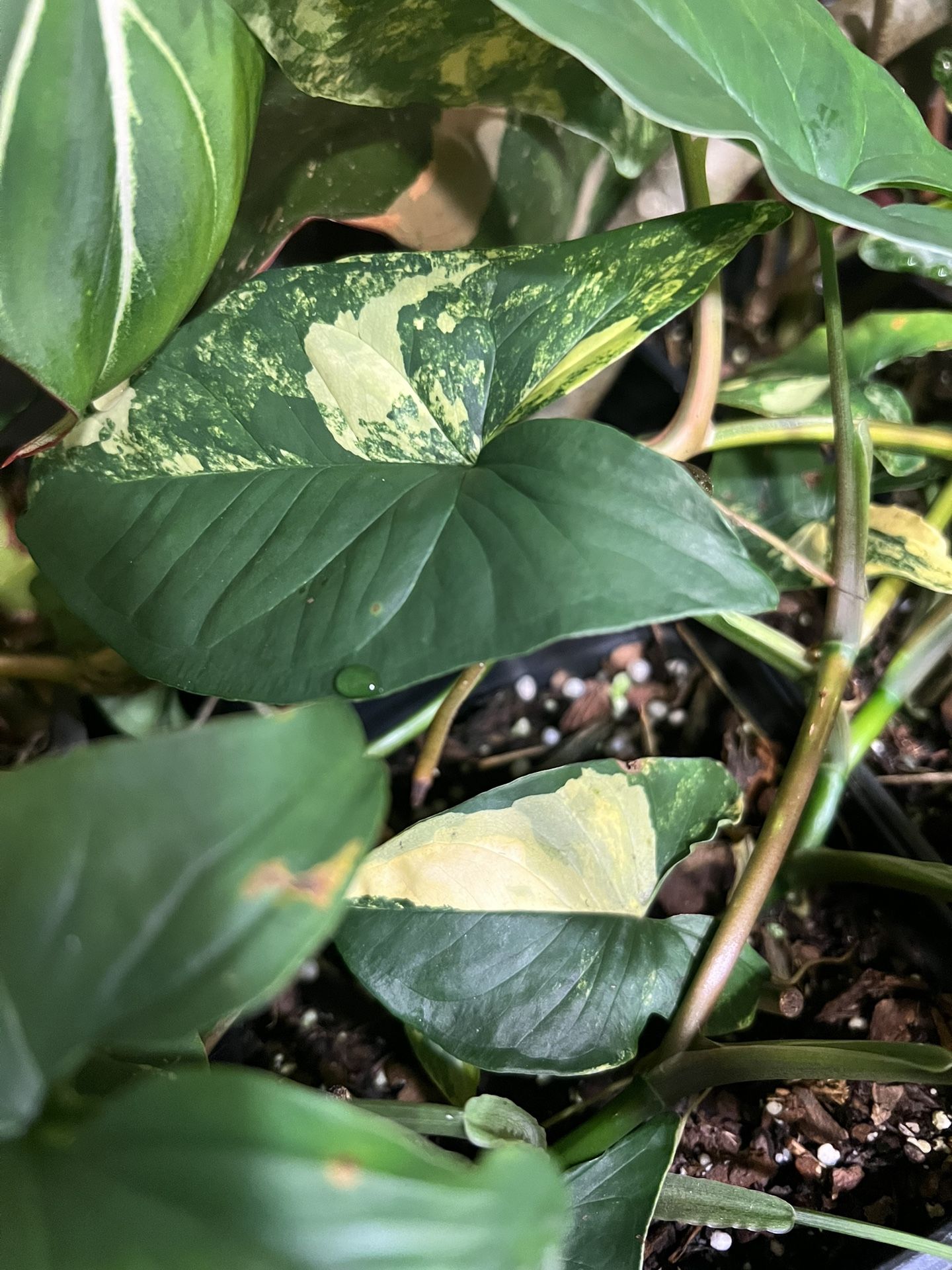 Syngonium Aurea Plant Cuttings ( Pls Read Description Below)