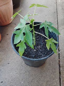 planta de papaya $5