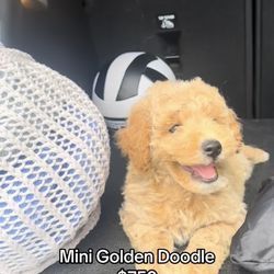 mini golden doodle