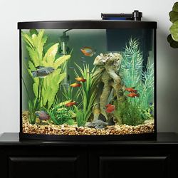 Fish Tank 36 Gallon Bow-front By TopFinn