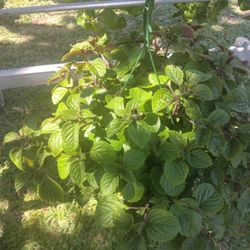 Bonita Planta Moneda Millonaria $17  3 Disponibles 