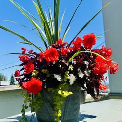 Gorgeous Potted Plants And Hanging Baskets!!! 
