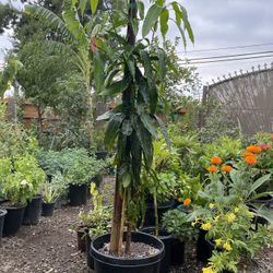 Mango Tree / Arbol De Mango ðŸ¥
