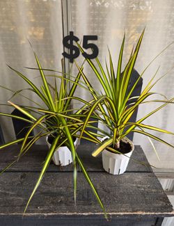Dracaena