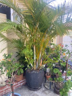 Areca Palm in Pot, 8feet tall