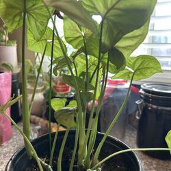 Syngonium Plant Green And Pink