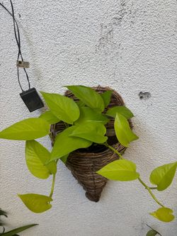 Lemon lime pothos