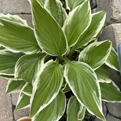 Hosta Plant