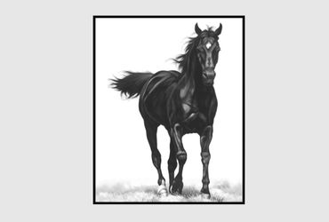 Living Spaces 42x52 Horse Framed Wall Art Canvas B&W Stallion | Moving Sale