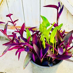 Mix Purple Hearts And Calla Lily Plants In 5 Gallon Pot- Easy To Grow