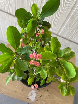 Planta natural $$15