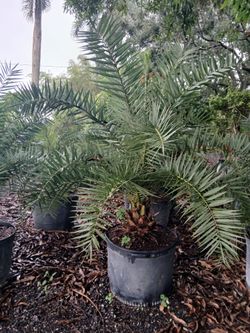Sale! Sylvester palm 25gl $200🌴