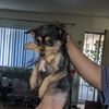 Chewie 