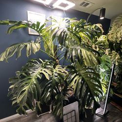 Large Monstera Mint 