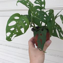 Beautiful Monstera Adonsonii Plant