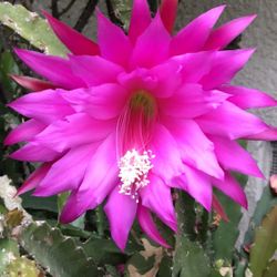 Epiphyllum Professor Ebert