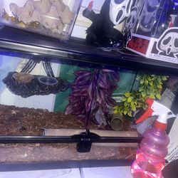 Reptile decorations