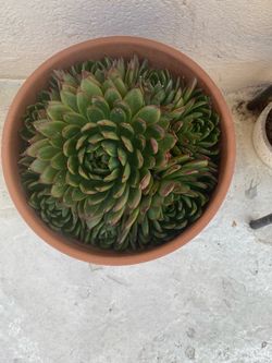 I’m still selling this beautiful Succulent in Terra Cotta Pot súper cute $25 please check my other posts