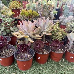 Variety Of Succulents Plants 