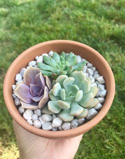 Succulent arrangement