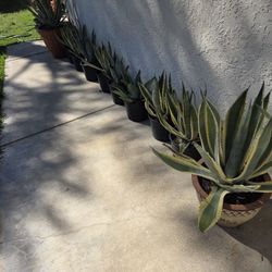 Agave Succulent $5, $10,