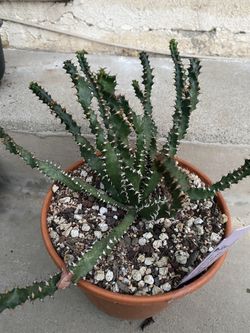 Euphorbia squarrosa
