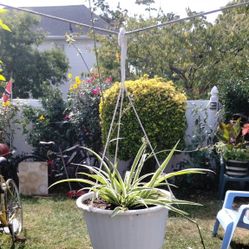 Variegated Spider Plant 