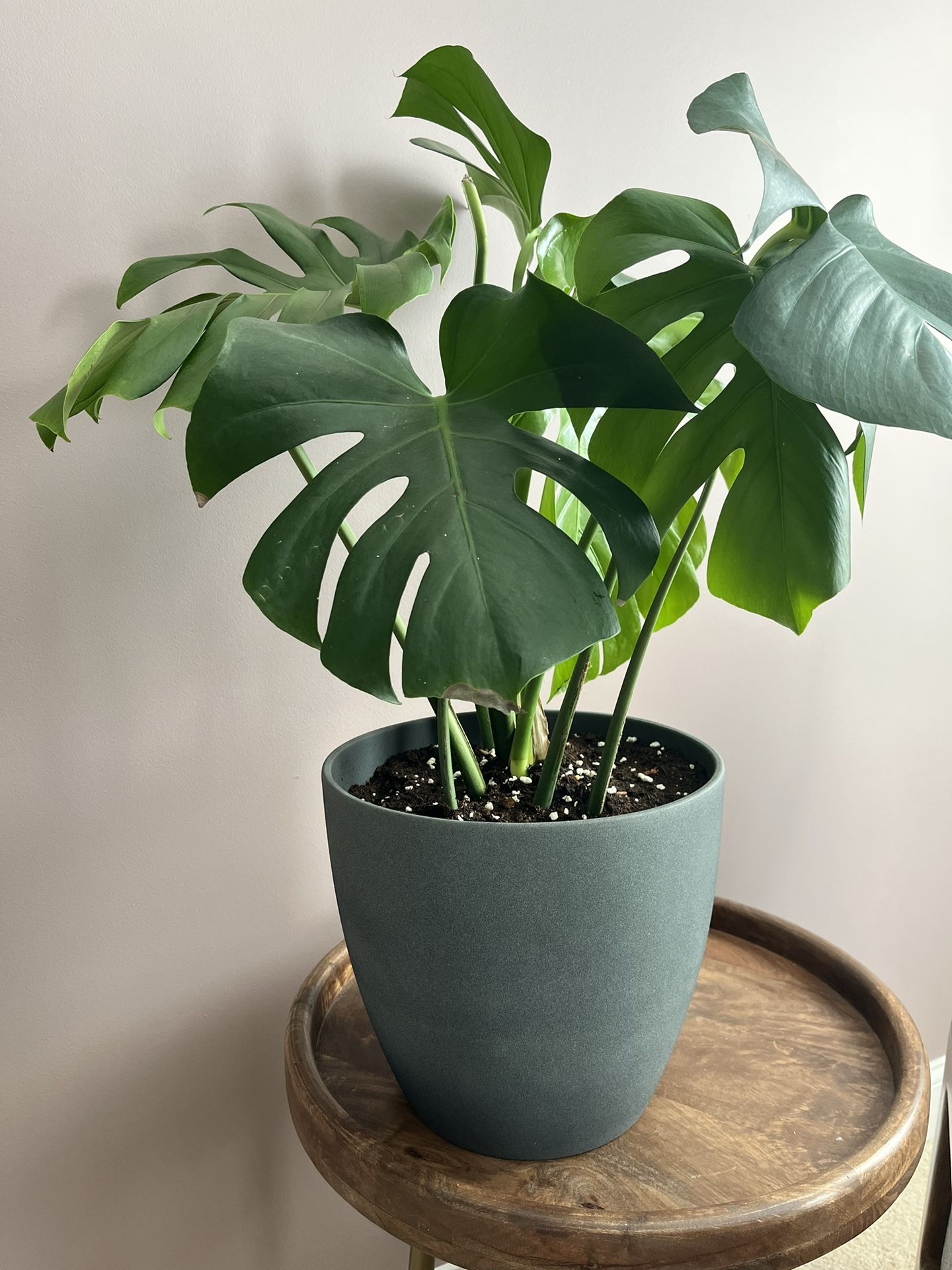 Monstera Plant + Pot