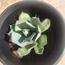 Agave truncata 