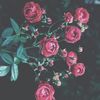 Flower90280