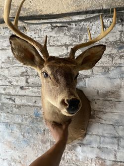 Deer Head With It Antlers