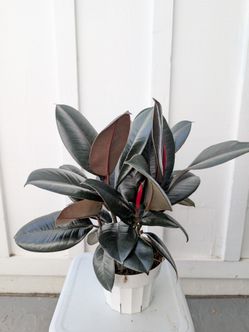 Ficus Elastica Burgundy Plant 6" Pot - Indoor House Plants