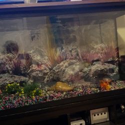 55 Gallon Fish Tank 